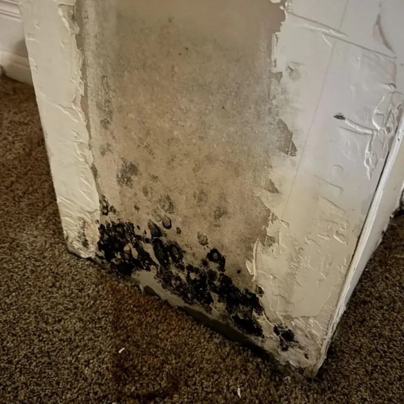 Professional Mold Removal in North Haledon, NJ